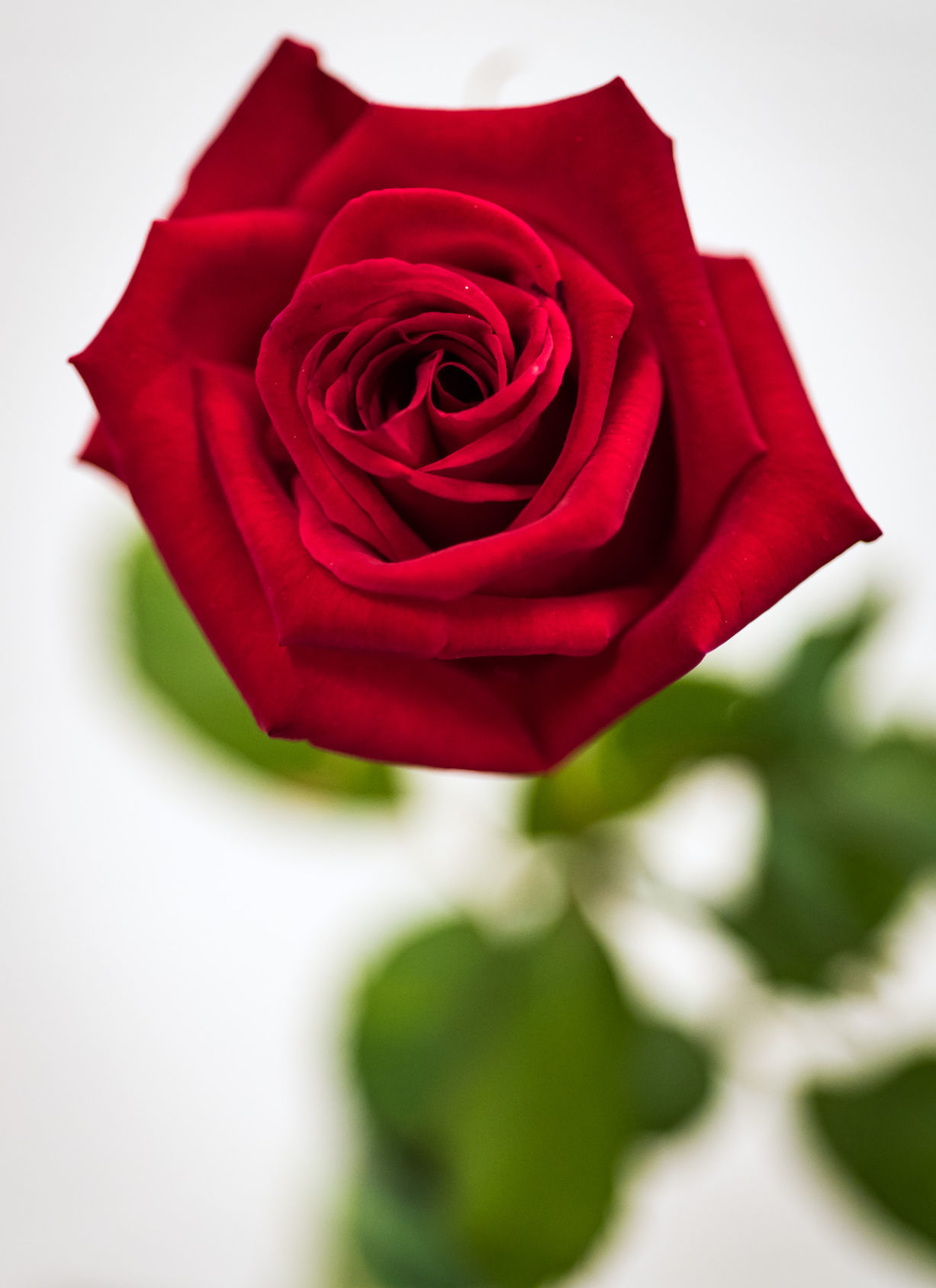 Rose Show